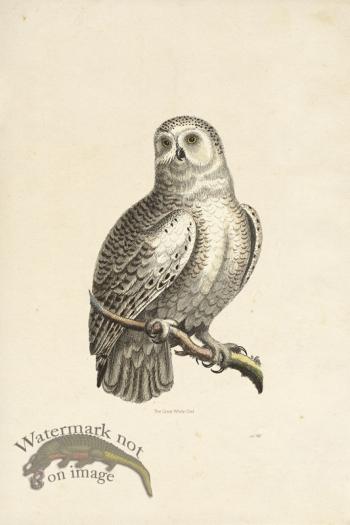 KO 23 Great White Owl